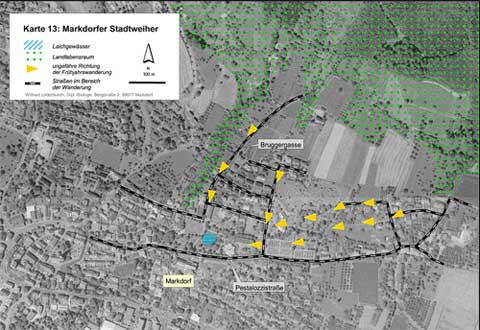 Situation am Markdorfer Stadtweiher (Kartengrundlage Orthophotos 51 und 58, unmaßstäblich verkleinert)