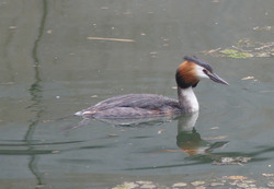Der Haubentaucher ist eine der Wasservogelarten, die am Degersee brüten. Foto: D. Doer, LEV Bodenseekreis.