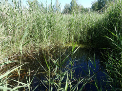 Im November 2018 wurde dieses Gewässer zusammen mit einigen weiteren am Malereckried in Langenargen wieder freigestellt und im Sommer 2020 konnte hier die Fortpflanzung der FFH-Art Kammmolch nachgewiesen werden. Foto: D. Doer, LEV Bodenseekreis.
