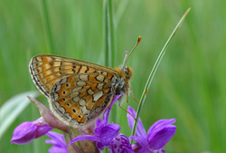 Im Jahr 2022 wurde der Artenschutzerfolg festgestellt, dass sich die seltene, europäisch geschützte Schmetterlingsart Goldener Scheckenfalter wieder in deutlich mehr Schutzgebieten im östlichen Kreis fortpflanzen konnte.  Foto: D. Doer, LEV Bodenseekreis.