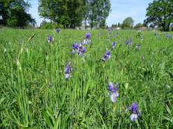 Pfeifengras-Streuwiese mit blühender Sibirischer Iris in Langenargen; bei der dritten Dialogforumsveranstaltung im Jahr 2019 werden auch solche Lebensräume Thema sein. Foto: D. Doer, LEV Bodenseekreis.