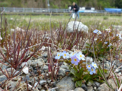 Das endemische Bodensee-Vergissmeinnicht stand im Mittelpunkt der Dreharbeiten (Kameramann im Hintergrund). Foto: D. Doer. 