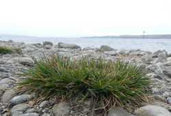 Die Bodenseeschmiele ist die zweite endemische Pflanzenart der Strandrasen-Gesellschaft, welche im Uferpark ausgepflanzt wurde. Foto: D. Doer, LEV Bodenseekreis.