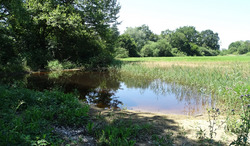 Das Kleingewässer in Kressbronn bei Bodenseehochwasser im Juli 2019 - es dient als nur zeitweise Wasser führender Trittstein-Lebensraum, z. B. für Gelbbauchunken, dem Biotopverbund. Foto: D. Doer, LEV Bodenseekreis.