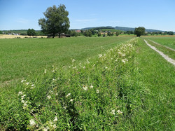 Landschaftseindruck vom Brunachgraben bei Bermatingen. Foto: D. Doer, LEV Bodenseekreis.
