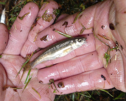Elritze, die als typische Wirtsfischart zum Beimpfen mit Muschellarven im Rappenweiler Bach eingefangen wurde. Foto: D. Doer, LEV Bodenseekreis.