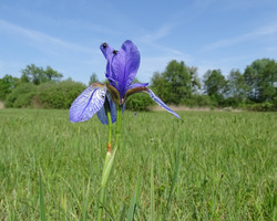 Die hübsch-blaue Sibirische Schwertlilie ist eine der Pflanzenarten der Pfeifengras-Streuwiesen, die mit den Entbuschungsmaßnahmen im Malereckried gefördert werden soll.