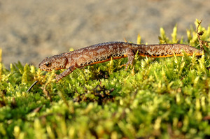 Bergmolch (Triturus alpestris)