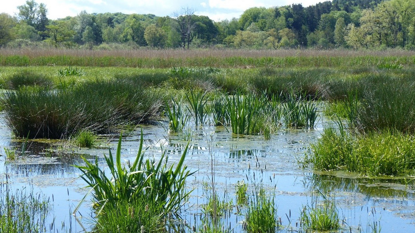 Überstaute Niedermoorfläche. Die Wasserflächen bieten Lebensraum für Libellen und Amphibien sowie Brut- und Nahrungshabitat für diverse Vögel. Seltene und (stark) gefährdete Arten werden hier regelmäßig nachgewiesen.