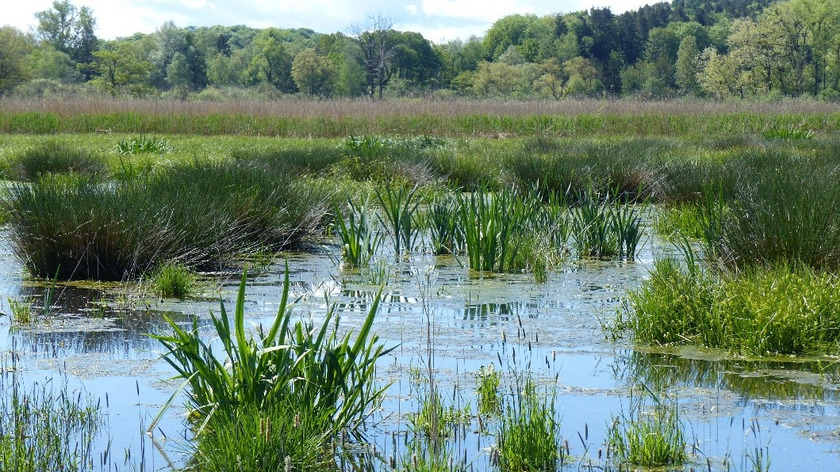 Überstaute Niedermoorfläche. Die Wasserflächen bieten Lebensraum für Libellen und Amphibien sowie Brut- und Nahrungshabitat für diverse Vögel. Seltene und (stark) gefährdete Arten werden hier regelmäßig nachgewiesen.