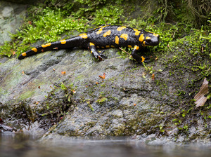 Feuersalamander (Salamandra salamandra)