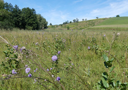 Der Teufelsabbiss, bei uns die einzige Futterpflanze der Raupen des Goldenen Scheckenfalters, blüht im August viel am Degersee. Foto: D. Doer, LEV Bodenseekreis.