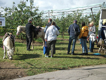 Apfelwandertag, Kinder mit den Ponys