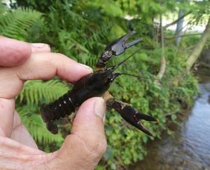 In einem Zufluss des Nonnenbachs konnte eine kleine Population des einheimischen Edelkrebses (Astacus astacus) gefunden werden, die wie Steinkrebs-Bestände durch ein mögliches Einschleppen der Krebspest gefährdet werden könnte, Sep. 2023. Foto: D. Doer, LEV Bodenseekreis.