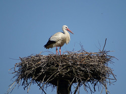 Der Weißstorch nistet direkt neben dem Bifangweiher und lässt sich gut beobachten. Foto: D. Doer, LEV Bodenseekreis.