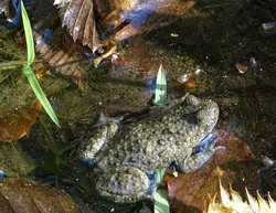 Die FFH-Amphibienart Gelbbauchunke soll von den geplanten Maßnahmen am Tunauer Strand profitieren. Foto: D. Doer, LEV Bodenseekreis.