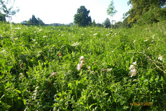 Jahr 2020: B 31 in Friedrichshafen-Kitzenwiese (Streuobstwiese)