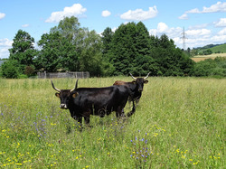 Eine extensive Beweidung, wie hier mit Heckrindern im Naturschutzgebiet Markdorfer Eisweiher, fördert Insektenarten und dient damit oft dem Biotopverbund. Foto: D. Doer, LEV Bodenseekreis.