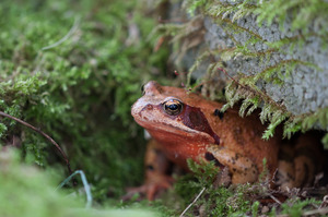 Springfrosch (Rana dalmatina)