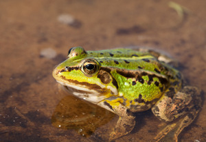 Tümpelfrosch (Rana lessonae)