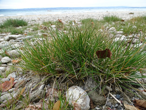 Die endemische Grasart Bodensee-Schmiele (Deschampsia rhenana) an dem Bodenseeuferabschnitt; links an dem Grashorst kann man ein kleines Pflänzchen und damit die Pseudoviviparie erkennen. Foto: D. Doer, LEV Bodenseekreis.