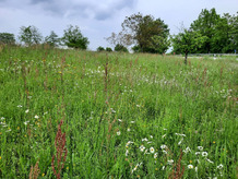 Blühende Wiese