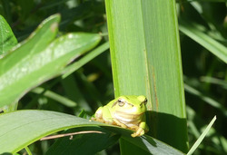 Eine extensive Beweidung, wie hier mit Heckrindern im Naturschutzgebiet Markdorfer Eisweiher, fördert Insektenarten und dient damit oft dem Biotopverbund. Foto: D. Doer, LEV Bodenseekreis.