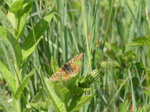 Der Goldene Scheckenfalter, hier eine Sichtung aus dem Mai 2025 im Längenmoos, ist eine Zielart der Biotopverbundplanung Kressbronn. Foto: T. Ueber, LEV Bodenseekreis.