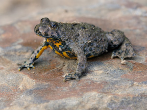 Gelbbauchunke (Bombina variegata) 