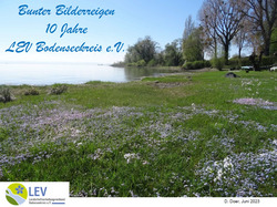 Das Titelbild vom Bunten Bilderreigen zu zehn Jahren LEV Bodenseekreis ziert ein großer Bestand des Bodensee-Vergissmeinnichts am Immenstaader Bodenseeufer. Foto: D. Doer, LEV Bodenseekreis.