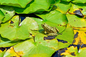 Seefrosch (Rana ridibunda)