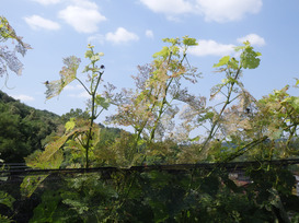 Folgen eines Befalls von Japankäfern (Foto: Luca Gaggini, Bundesamt für Landwirtschaft)