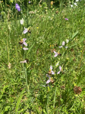 Blühende Wiese mit Insekten