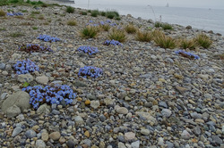 Die Auspflanzungsfläche der seltenen Strandrasenarten inkl. Bodensee-Vergissmeinnicht im Uferpark der ehemaligen Landesgartenschau Überlingen. Foto: D. Doer, LEV Bodenseekreis.