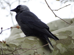 Dohlen können im Uferpark regelmäßig beobachtet werden, da sie in der Nähe an Steilfelsen brüten. Foto: D. Doer, LEV Bodenseekreis