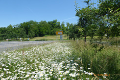 Blühende Wiese am Straßenrand