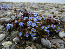 Das endemische Bodensee-Vergissmeinnicht wurde zusammen mit anderen seltenen Pflanzenarten im Uferpark der ehemaligen Landesgartenschau ausgepflanzt. Foto: D. Doer, LEV Bodenseekreis.