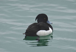 Ein Männchen der Reiherente, regelmäßiger Rast- und Brutvogel am Bodensee. Foto: D. Doer.