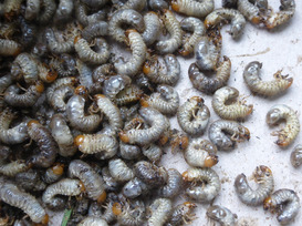 Japankäfern-Larven (Foto: Thierry Castllazzi, Bundesamt für Landwirtschaft)
