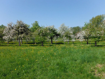 Streuobstwiese im Eriskircher Ried