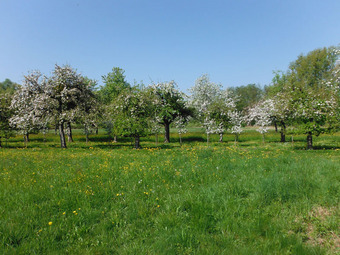 Streuobstwiese im Eriskircher Ried