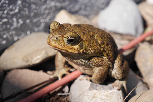 Erdkröte (Bufo bufo)