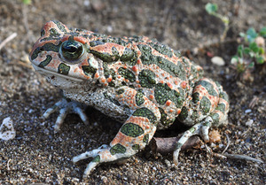 Wechselkröte (Bufo viridis)