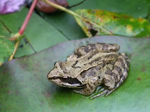 Grasfrosch (Rana temporaria)