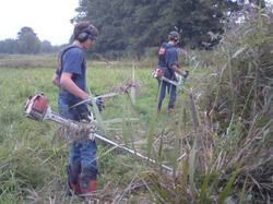 Junge Freiwillige des Bodenseekreis-Pflegetrupps bei der Mahd in Handarbeit. Foto: Umweltschutzamt.