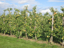 Apfelwandertag, Reihe von Apfelbäumen