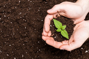 Hands holding sapling in soil surface