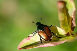Popillia japonica (Foto: Aline Knoblauch, Bundesamt für Umwelt BAFU)