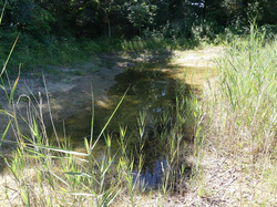 Dieses im Januar 2019 neu angelegte Kleingewässer führte Anfang Juli 2020 wegen der hohen Bodenseewasserstände ordentlich Wasser. Tunauer Strand, Kressbronn. Foto: D. Doer, LEV Bodenseekreis.