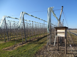 Insekten-Nisthilfen in Obstanlagen können Wildbienen und solitär lebenden Wespen-arten helfen. Foto: D. Doer, LEV Bodenseekreis.